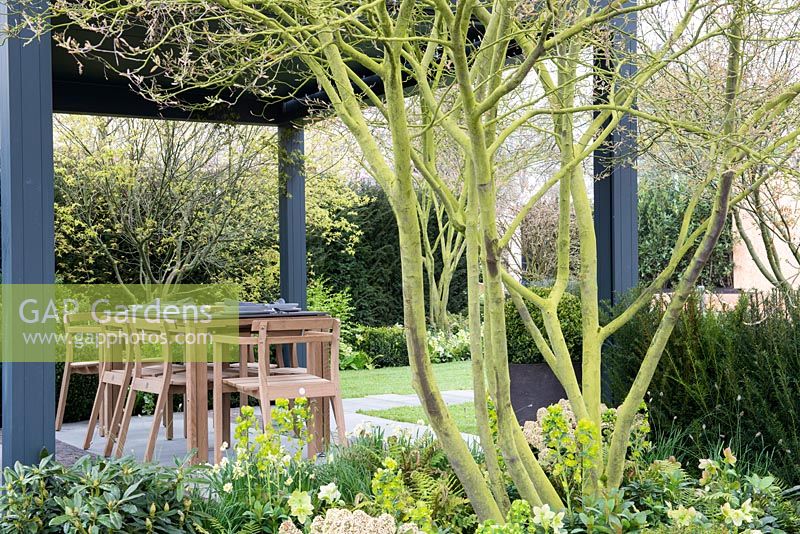 Amelanchier à plusieurs tiges surplombe une table et des chaises de jardin sur une terrasse abritée - 'The Landform Spring Garden', Ascot Spring Garden Show, 2018.