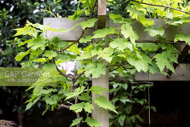 Gros plan de la structure de la pergola avec Vitis vinifera 'Muscat de Hamburg' - vigne poussant sur ce support solide dans un petit jardin arrière