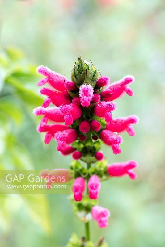 Salvia oxyphora - sauge bolivienne floue une très grande plante vivace à base de bois de Bolivie avec de grandes fleurs rouge corail très velues et douces en été et en automne