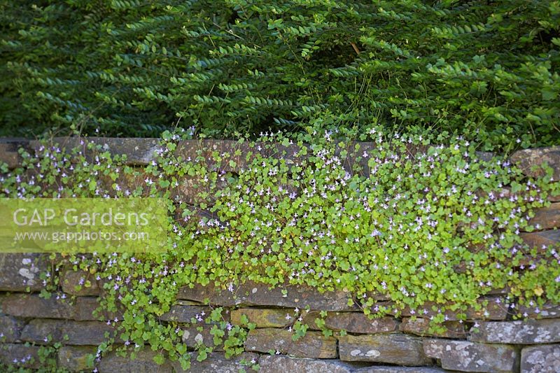 Cymbalaria muralis - Linaire à feuilles de lierre sur mur en pierre sèche