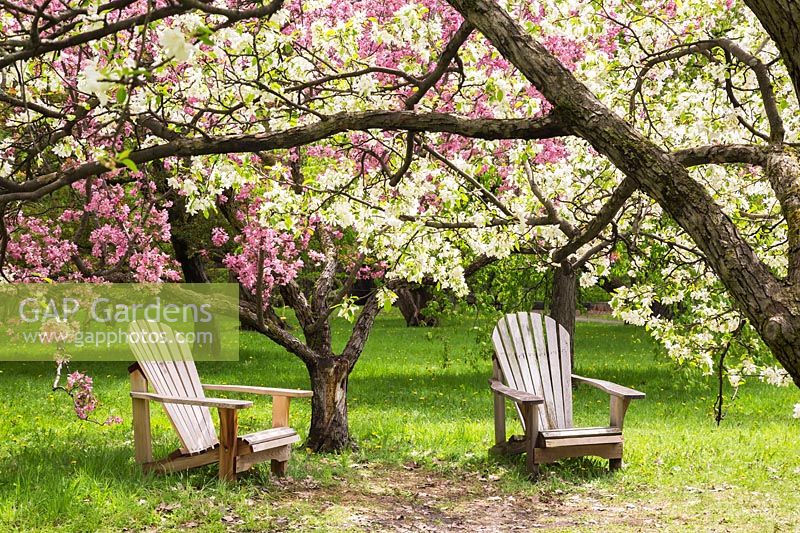 Paire de chaises Adirondack sous Malus baccata - pommetiers de Sibérie avec fleur