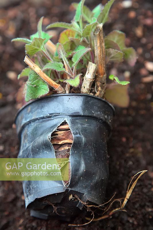 Potbound Salvia - pot en plastique séparé de l'expansion des racines.