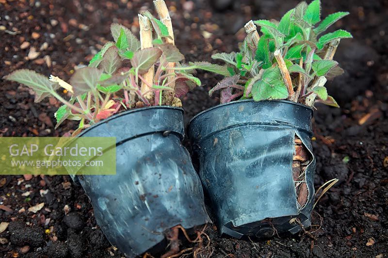 Plantes en pot - pot en plastique séparé de l'expansion des racines.