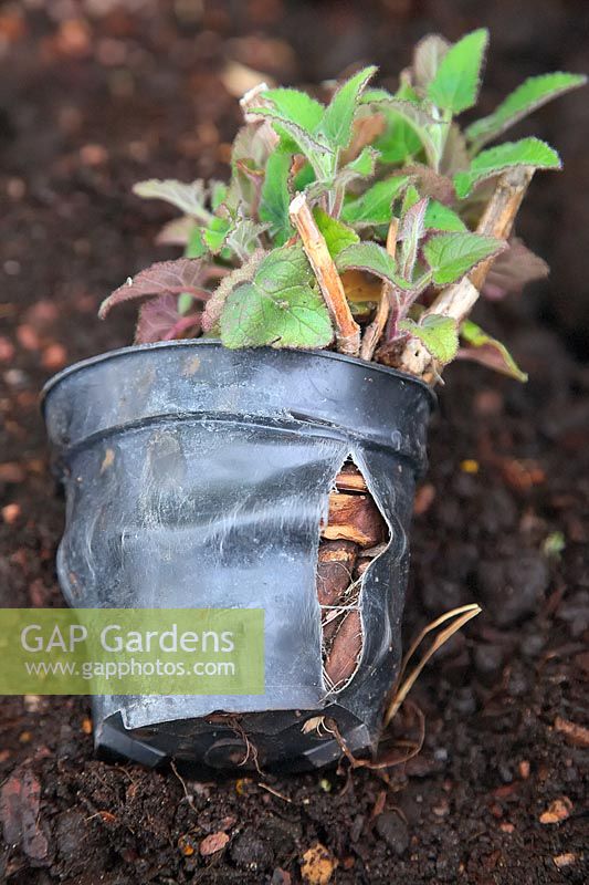 Potbound Salvia - pot en plastique séparé de l'expansion des racines.