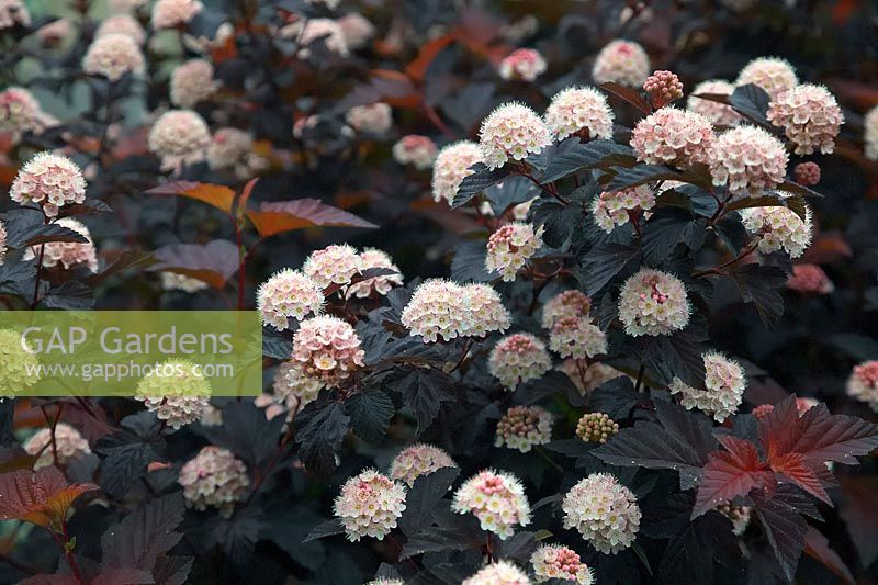 Physocarpus opulifolius 'Diabolo' - ninebark