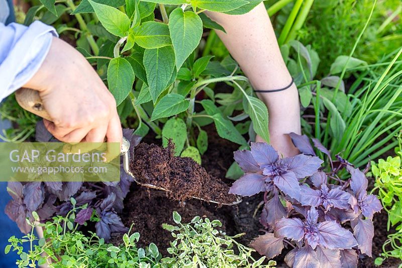 Gros plan des détails de la personne qui ajoute du compost au semoir à herbes brouette.