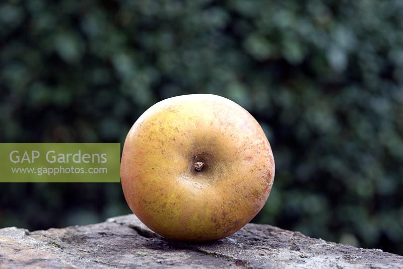 Malus domestica 'Noyau d'Ashmead' - Apple héritage unique