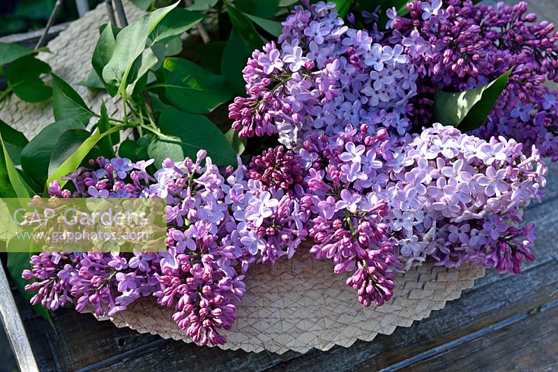 Syringa vulgaris - Lilas commun