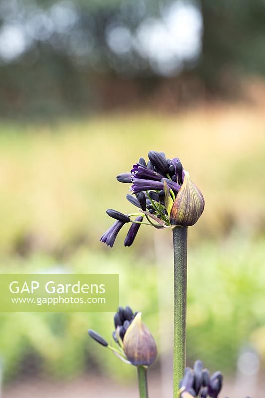 Fleur émergente d'Agapanthus inapertus subsp. pendule 'Black Magic' - lis africain