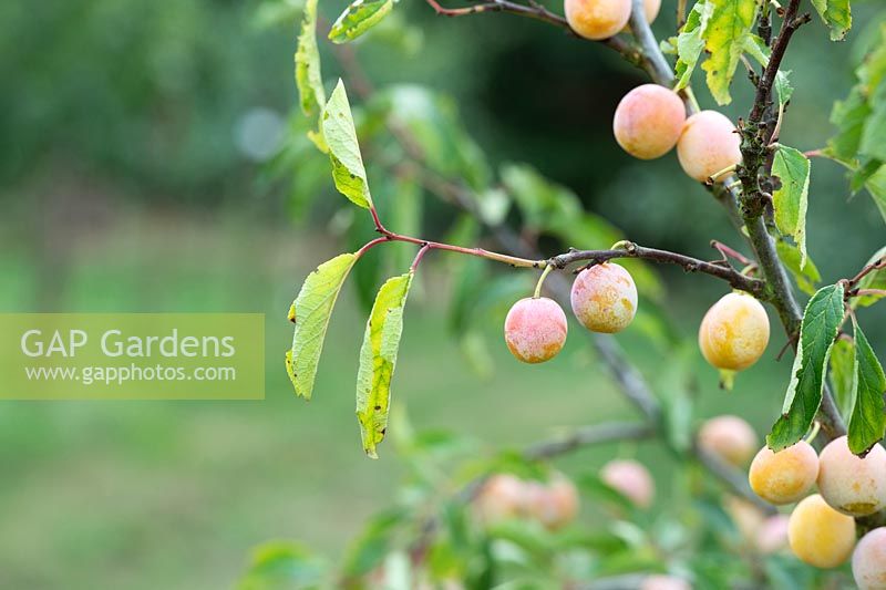 Prunus insititia 'Mirabelle de Nancy' - prune