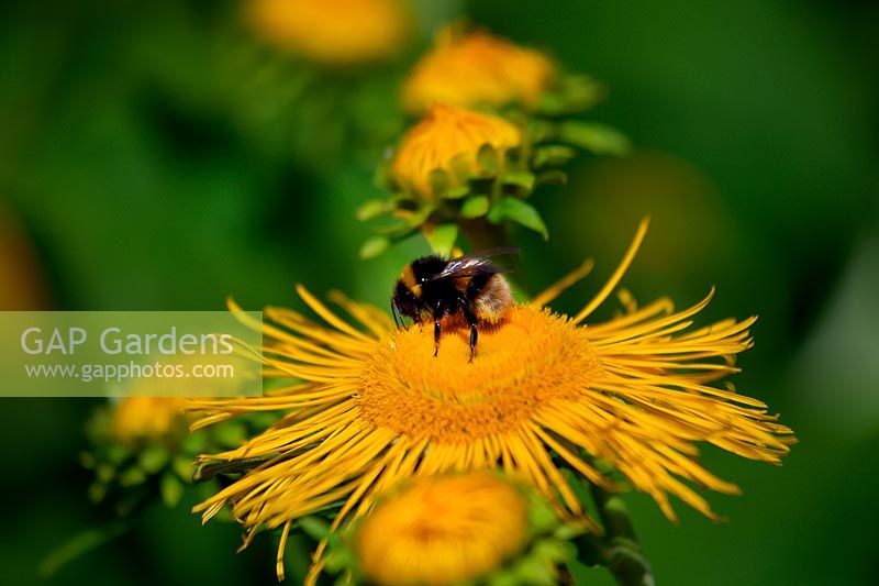 Bombus terrestris - Bumble bee - se nourrissant de Telekia speciosa