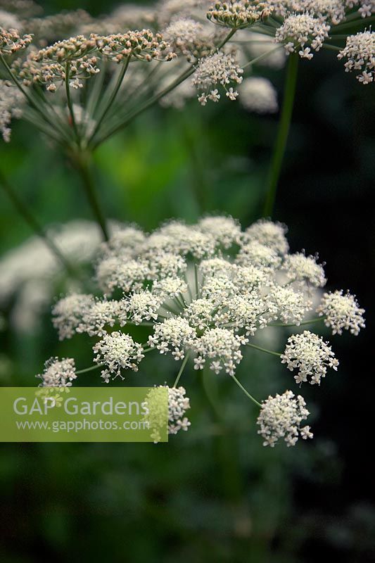 Ligusticum lucidum