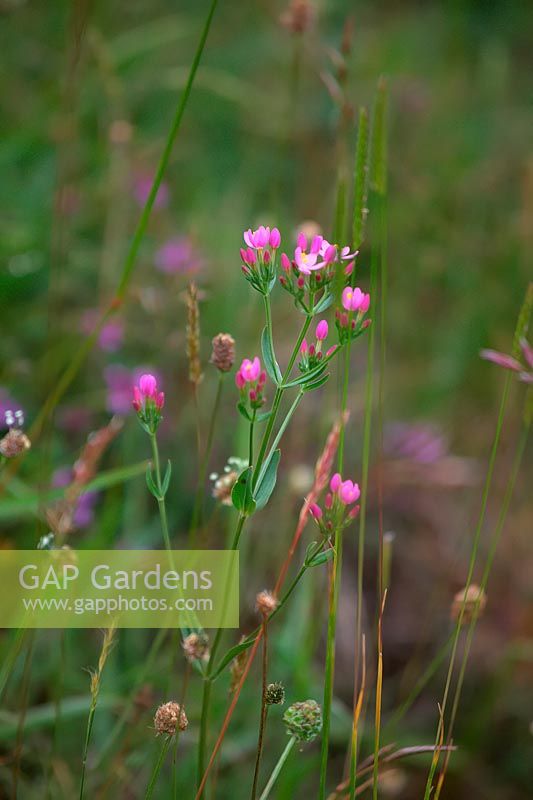 Centaurium erythraea - 'Centaurée commune'