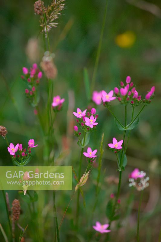 Centaurium erythraea - 'Centaurée commune'