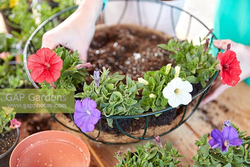 Placer les plantes dans un panier suspendu
