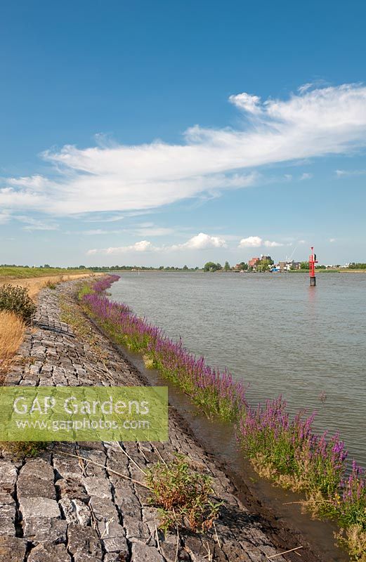 Lythrum salicaria - salicaire pourpre - poussant le long des rives de la digue de Groenendijk, Hitland, Pays-Bas.
