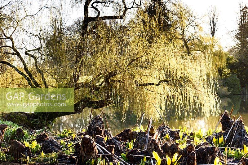 Jardin marécageux et Salix babylonica - saule pleureur - à Forde Abbey, Somerset, UK.