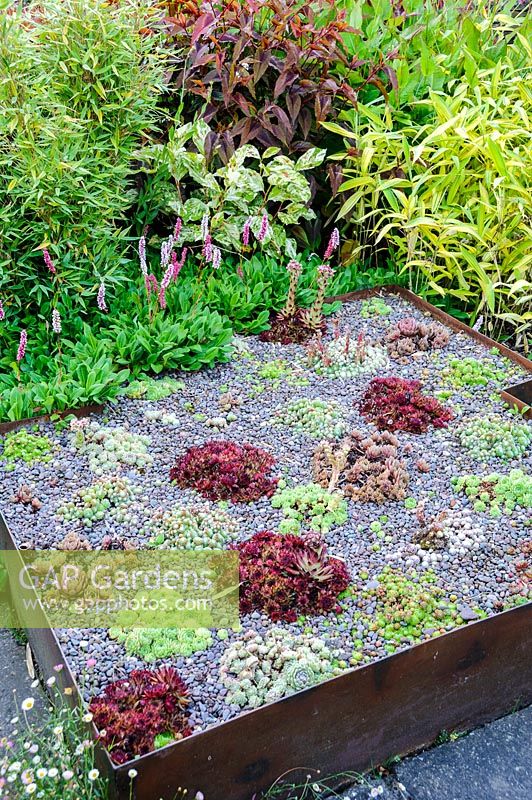 Le Carpet Garden comprend des parterres de fleurs surélevés plantés de sempervivums en rouge et vert, Dipley Mill, Hartley Wintney, Hants, UK.