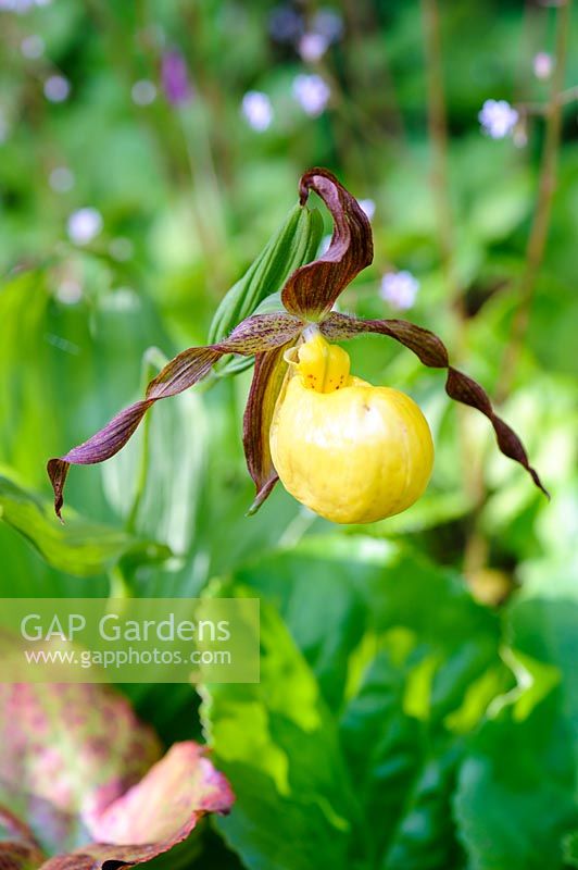 Orchidée pantoufle - Cyprepedium 'Pueblo '. Fanore, Irlande