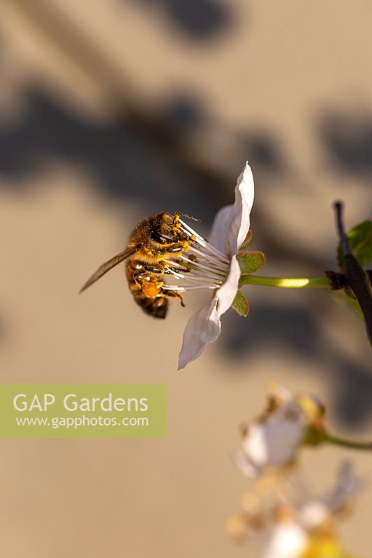 Abeille à miel, Apis mellifera sur fleur de prunellier, Prunus spinosa