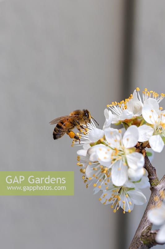Abeille à miel, Apis mellifera sur fleur de prunellier, Prunus spinosa