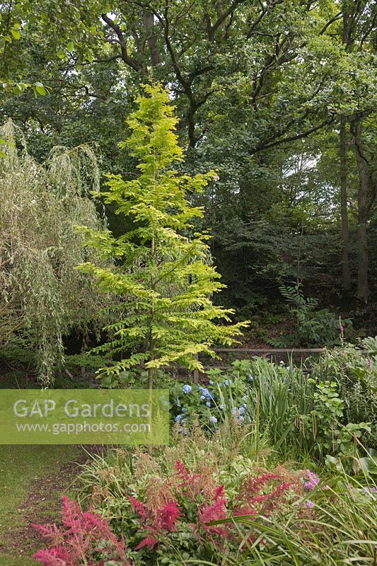 Metasequoia glyptostroboides 'Goldrush' - Séquoia à feuilles dorées - Stonyford Cottage Gardens, Oakmere, Royaume-Uni