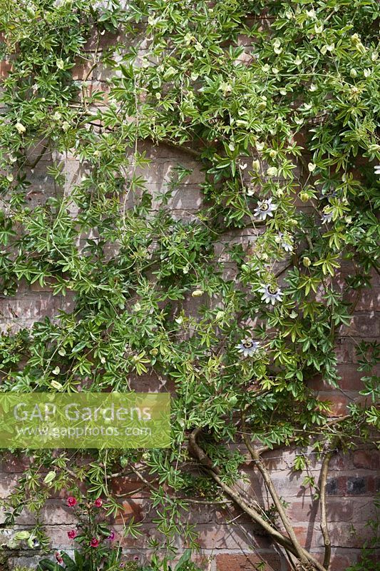 Passiflora caerulea formé sur les fils sur un mur de briques de jardin.