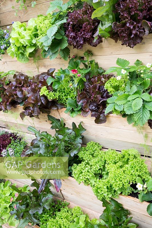 Mur vivant lambrissé avec des plantes à salade, des herbes et des fruits. Platelage en bois de salade, RHS Malvern 'Spring Festival', 2018