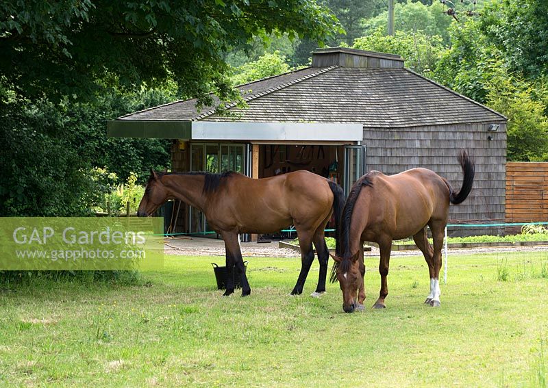 Laddy et Jim, chevaux à la retraite dans le pré par l'atelier d'Helen Colletta. Saule des Wakelins, Suffolk