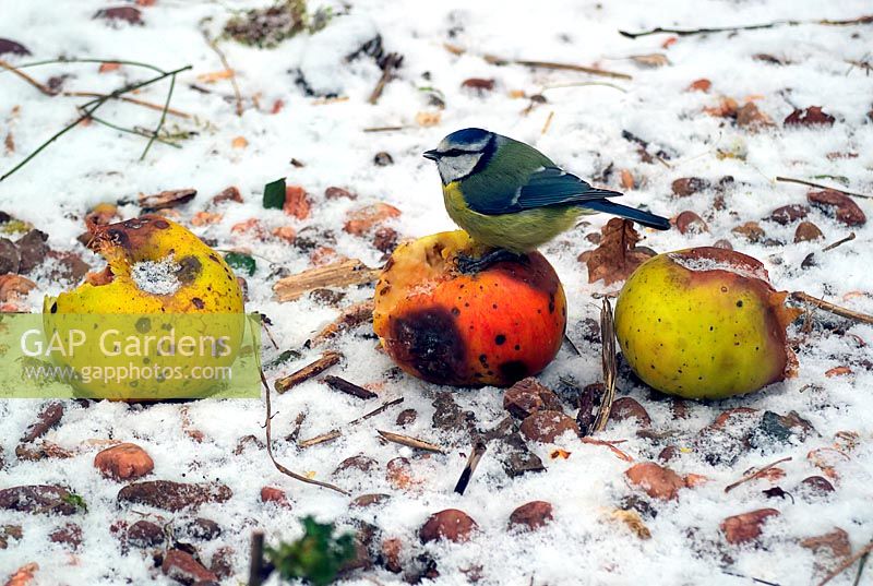 Turdus pilaris - Fieldfare - se nourrissant de pommes à cuire tombées en hiver rigoureux.