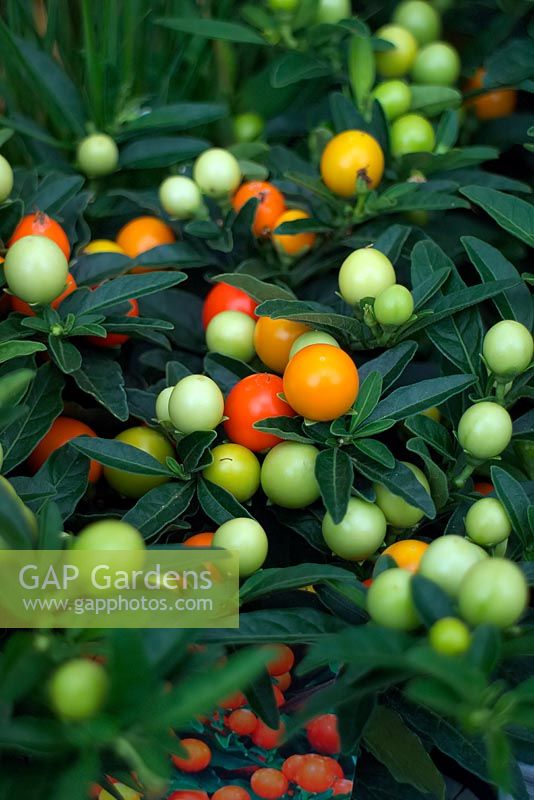 Solanum capsicastrum - fausse cerise de Jérusalem