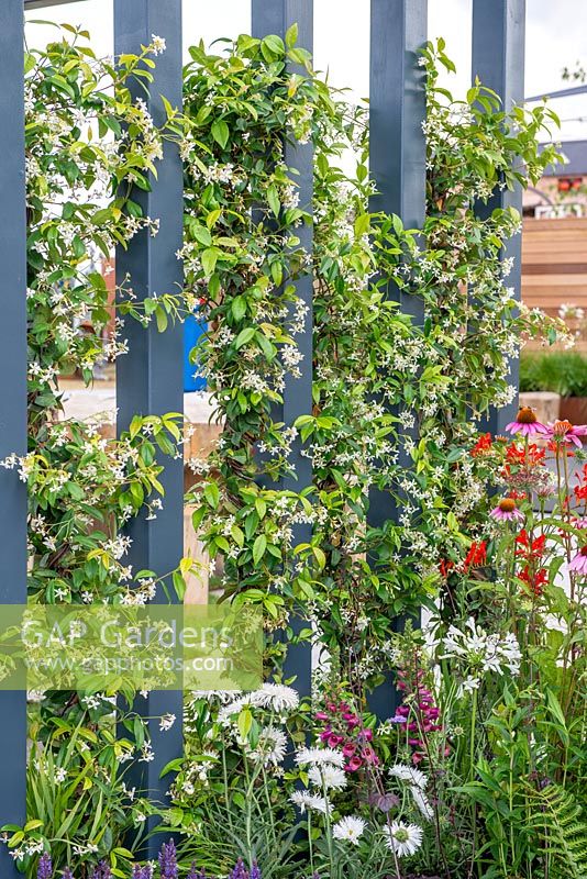 Pergola contemporaine grise avec Trachelospermum jasminoides - The Bruntwood Garden, RHS Tatton Park Flower Show 2018