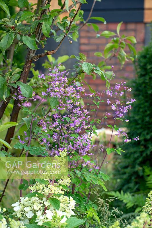 Thalictrum 'Rochebruneanum' - A Place to Monder, RHS Tatton Park Flower Show 2018