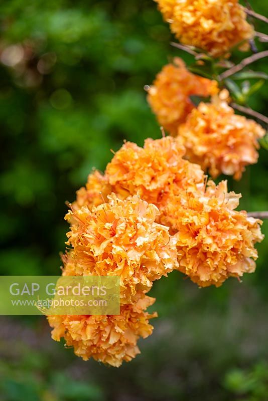 Rhododendron 'Truffes Orange'