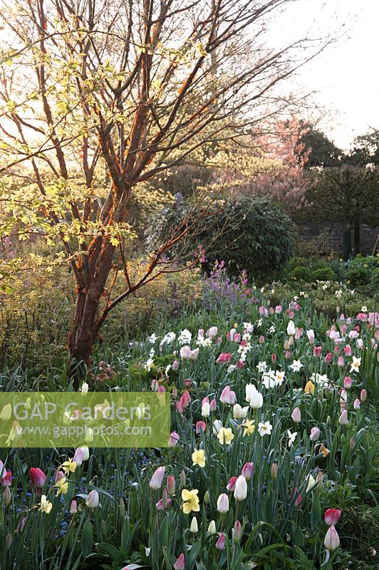 L'écorce pelée d'Acer griseum capte le soleil de l'aube au-dessus d'un parterre de tulipes et de narcisses mélangés.