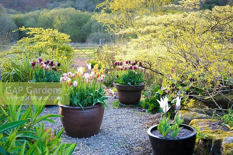 Des pots de tulipes colorées se mêlent aux euphorbes dans le jardin de la cour.