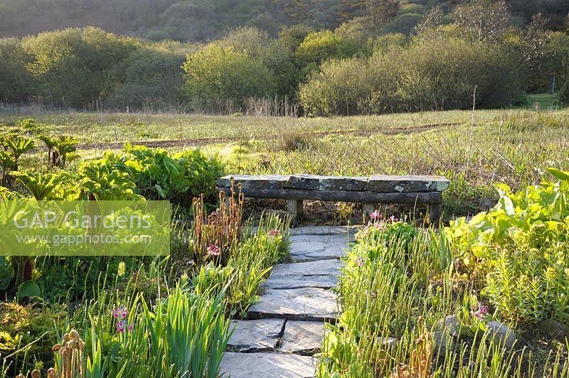 Le chemin des dalles de pierre massives mène entre les fougères, Primula pulverulenta et Gunnera manicata vers un banc de pierre dans le jardin de tourbière.