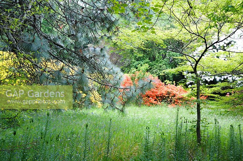 Les lys Martagon se préparent à fleurir dans l'herbe longue parsemée de fleurs sauvages qui met en valeur la collection d'arbres et d'arbustes du jardin.