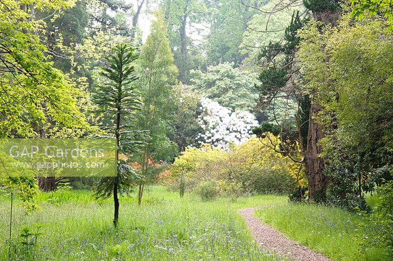 Les sentiers mènent entre une grande variété d'arbres et d'arbustes matures, y compris des spécimens à feuilles caduques et à feuilles persistantes, à travers une longue herbe parsemée de fleurs et de bulbes sauvages. Ici, il y a un pin Wollemi, Wollemia nobilis.