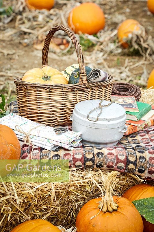 Pique-nique d'automne dans le champ de citrouilles avec carte, boussole, panier et beaucoup de citrouilles