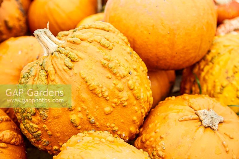 Harvested Pumpkin Knucklehead