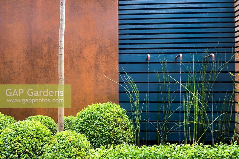 Élément d'eau contemporain avec des robinets rouillés entourés d'Equisetum hyemale, des boules de Buxus sempervirens et une haie topiaire par un mur en bois bleu et des panneaux rouillés.