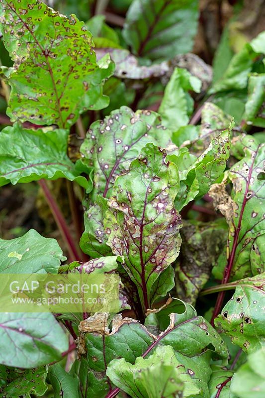 Tache de feuille de Cercospora sur bette à carde dans un jardin potager - Août - Oxfordshire