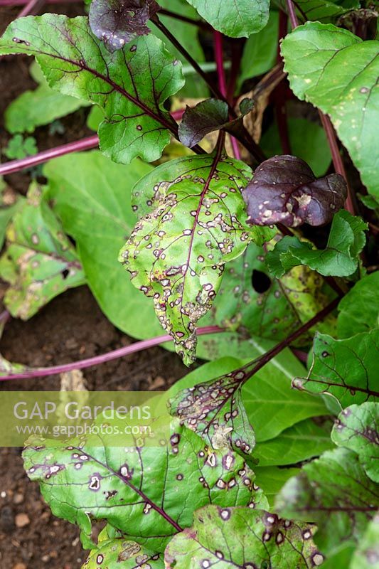 Tache de feuille de Cercospora sur bette à carde dans un jardin potager