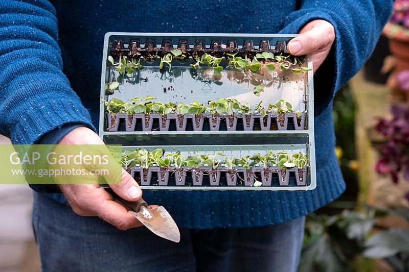 Impatiens walleriana - Jardinier tenant des plantes à bouchons Lizzie occupés dans leur emballage en plastique de protection livré par la poste