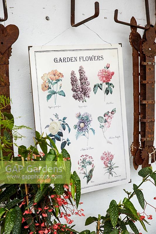 Affiche d'illustrations botaniques vintage accroché au mur avec des outils rouillés et des plantes d'intérieur