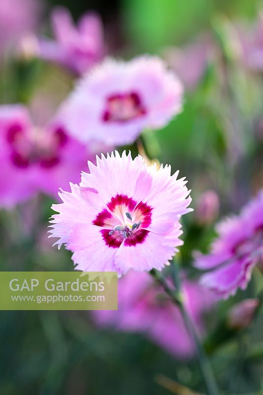 Temple Dianthus Shirley
