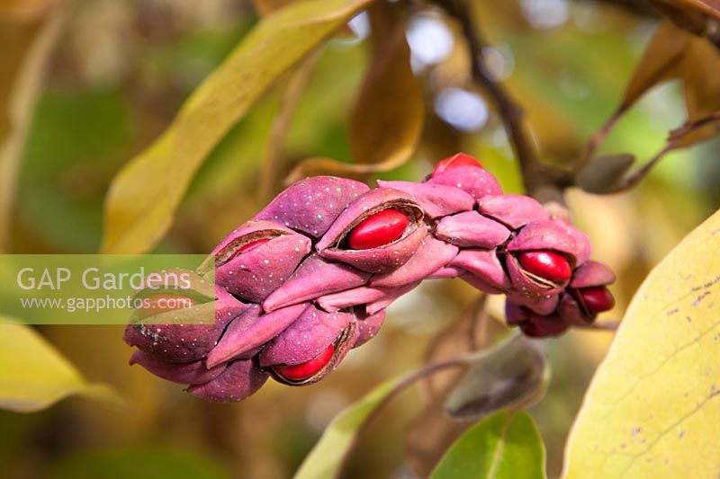 Magnolia kobus montrant une tête de semence ou une graine commençant à se diviser pour montrer les graines