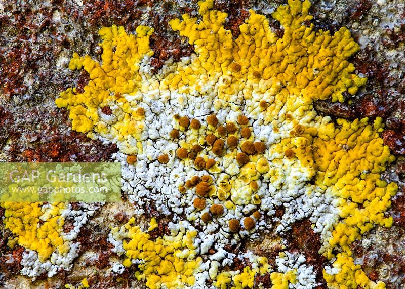 Gros plan du lichen poussant sur la pierre