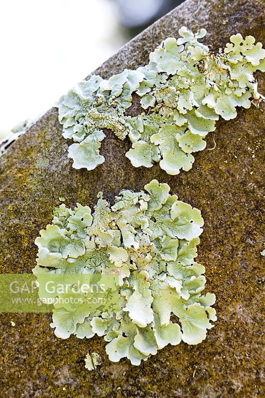 Lichen poussant sur la pierre